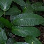 Goeppertia hammelii Leaf