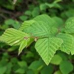 Corylopsis pauciflora Лист