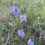 Veronica prostrata Flower