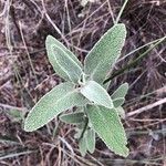 Phlomis purpureaLehti