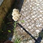 Erigeron bonariensis Leaf