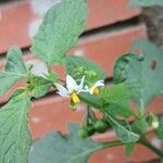 Solanum nigrum Flor