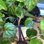 Plectranthus parviflorus Blad