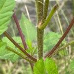 Bidens vulgata Bark