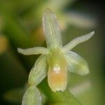 Liparis elegans Blomma