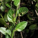 Solanum umbelliferum Bark