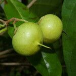Bourreria costaricensis 果實