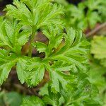 Anemone coronaria Leaf