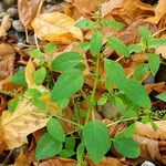 Chenopodium polyspermum Vekstform