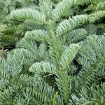 Abies procera Levél