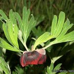 Paeonia californica 果