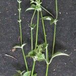 Salvia occidentalis Other