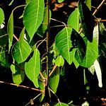 Triadica cochinchinensis Blad