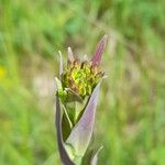 Turritis glabra Flor