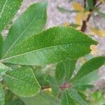 Aronia arbutifolia Feuille