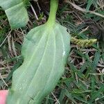 Plantago rugelii Folha