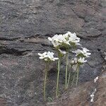 Draba dubia Hábito