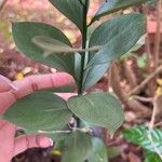 Ruscus hypoglossum Φύλλο