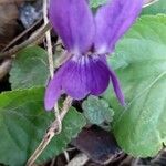 Viola odorata 花