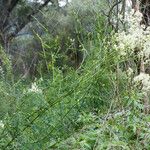 Thalictrum flavum Kwiat