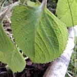 Plectranthus amboinicus Lapas