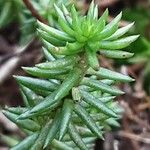 Petrosedum forsterianum Blad