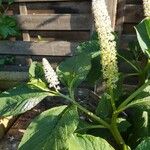 Phytolacca esculenta Λουλούδι