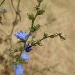 Cichorium endiviaBlad