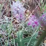 Stachys lavandulifolia Flower