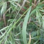 Bromus tectorum Fuelha