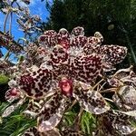 Grammatophyllum speciosum Žiedas