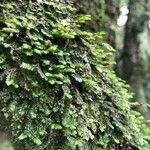 Hymenophyllum tunbrigense Blad