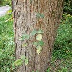 Toxicodendron radicansЛист