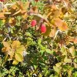 Berberis aetnensis Fruit