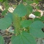 Acalypha alopecuroidea Лист