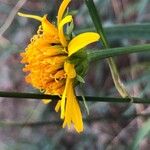 Pascalia glauca Λουλούδι