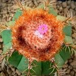 Melocactus intortus Leaf