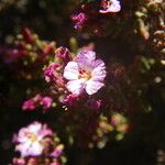 Frankenia ericifolia 花