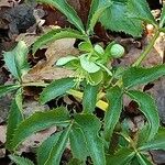 Helleborus lividus Leaf