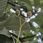 Aria edulis Fruit