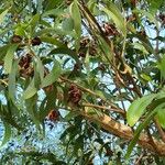 Acacia auriculiformis Fruchs