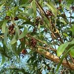 Acacia auriculiformis Fruit