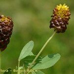 Trifolium spadiceum Ffrwyth