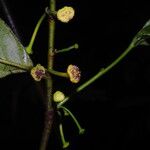 Dorstenia africana Flower