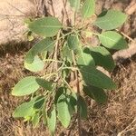 Nicotiana glauca Blatt