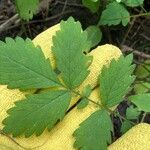 Agrimonia gryposepala Leaf