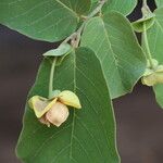 Monanthotaxis obovata Flower
