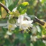 Lonicera fragrantissima Flower