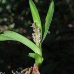 Polystachya stuhlmannii Flower