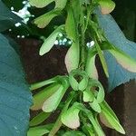 Acer davidii Flower